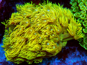 Goniopora spp. LPS61