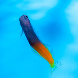 Ecsenius bicolor S/M