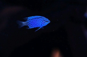 Chrysiptera springeri S