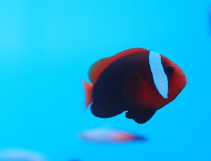 Amphiprion frenatus M