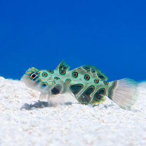 Synchiropus picturatus Mandaryn