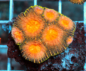 Acanthastrea echinta LPS74