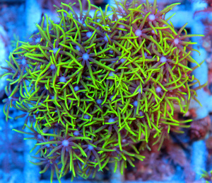 Briareum spp. BRI7