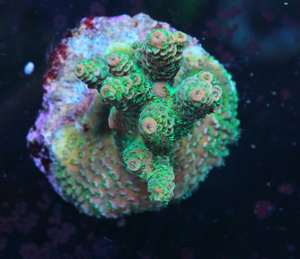 Acropora spp. SPS11