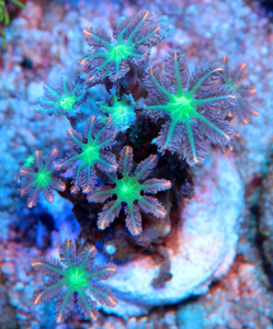 Clavularia spp. CLA4