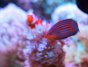 Pseudocheilinus hexataenia S