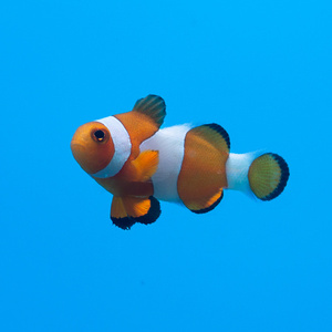 Amphiprion ocellaris