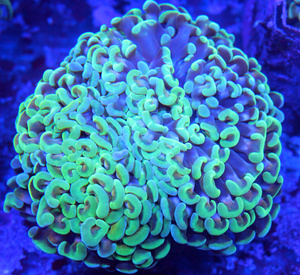 Euphyllia spp. LPS93