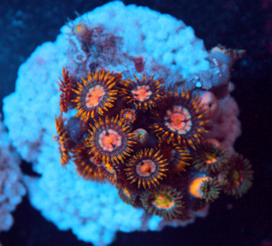 Zoanthus spp. ZOA47