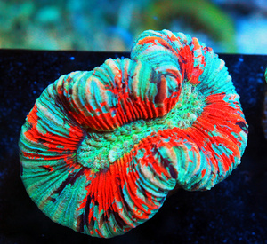 Trachyphyllia geoffroyi LPS50