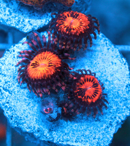 Zoanthus spp. ZOA25