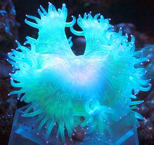 Catalaphyllia jardinei