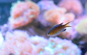 Chromis vanderbilti S/M