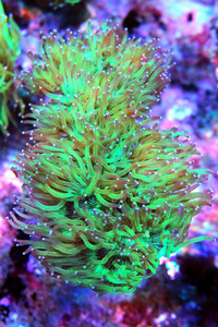 Catalaphyllia jardinei CAT5