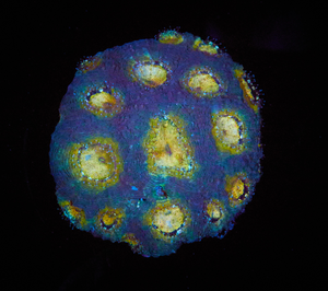 Acanthastrea echinata