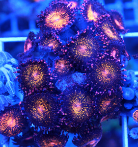 Zoanthus spp. ZOA20