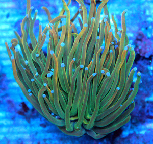 Euphyllia spp.