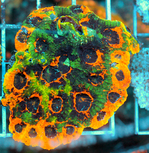 Acanthastrea echinta LPS84