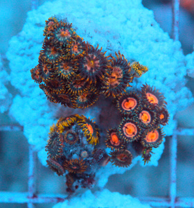Zoanthus spp. ZOA53