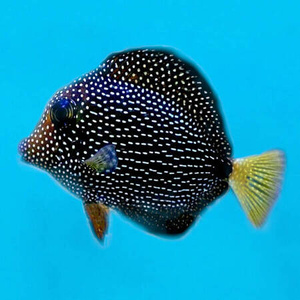 Zebrasoma gemmatum Rzadkość!