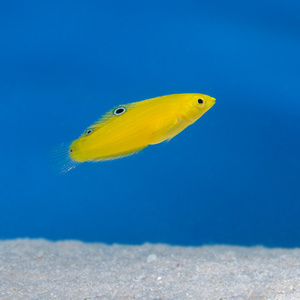 Halichoeres chrysus M