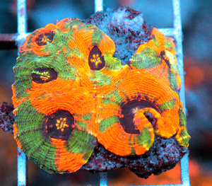 Acanthastrea echinta LPS83