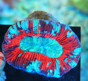 Trachyphyllia geoffroyi LPS52