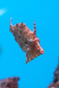 Acreichthys tomentosus