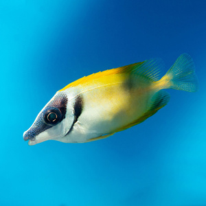 Siganus vulpinus (Lo vulpnius) M