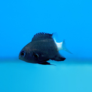 Chromis margaritifer