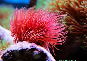 Rurówka Protula bispiralis L