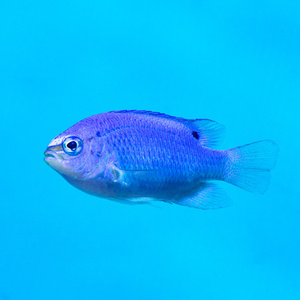 Chrysiptera cyanea M