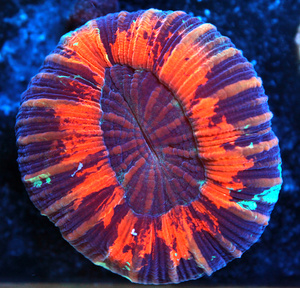 Trachyphyllia geoffroyi LPS55