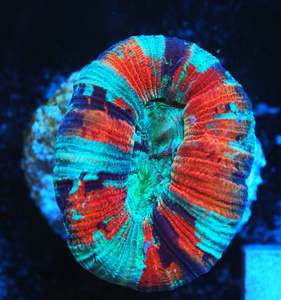 Trachyphyllia geoffroyi LPS54