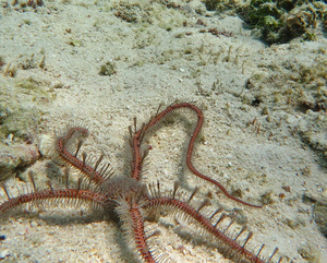 Wężowidło Ophiomastix annulosa