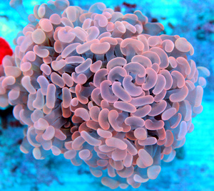 Euphyllia spp.