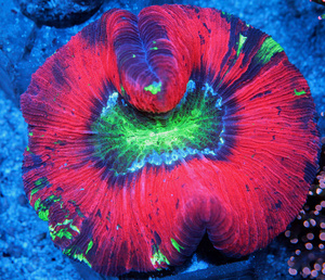 Trachyphyllia geoffroyi