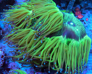 Catalaphyllia jardinei CAT7