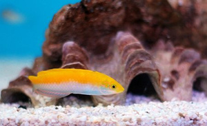 Halichoeres leucoxanthus M