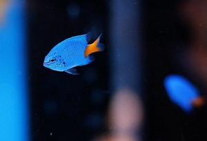 Chrysiptera parasema S