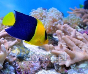 Centropyge bicolor S/M