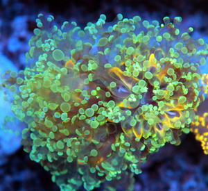 Euphyllia spp.