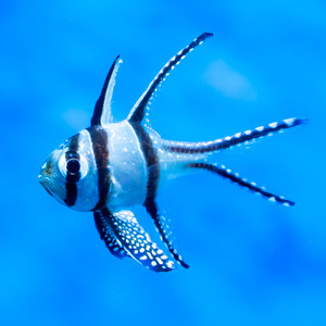 Pterapogon kauderni S