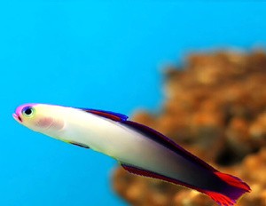 Nemateleotris decora M