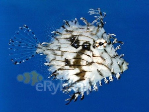 Chaetodermis penicilligerus  S/M