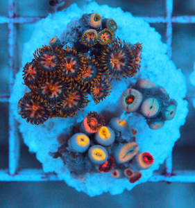 Zoanthus spp. ZOA54