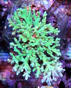 Acropora spp. SPS20