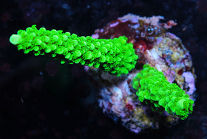 Acropora spp. SPS7