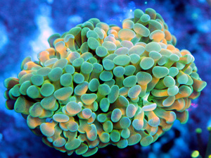 Euphyllia spp.