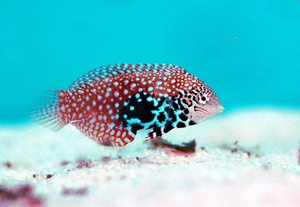 Macropharyngodon bipartitus